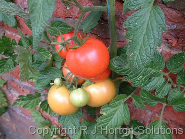 Tomatoes Grantham (1)